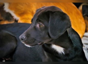 Mokka – neugierig und freundlich