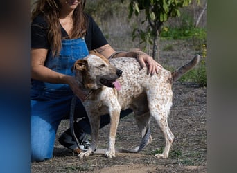 Duke – ein Schatz mit Handicap