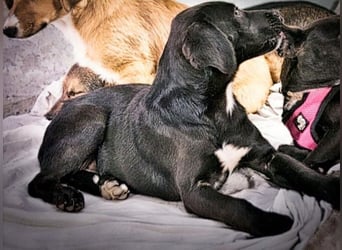 Mokka – neugierig und freundlich