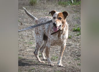 Duke – ein Schatz mit Handicap