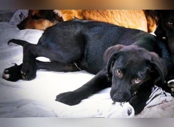 Mokka – neugierig und freundlich