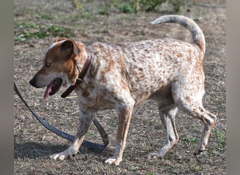 Duke – ein Schatz mit Handicap