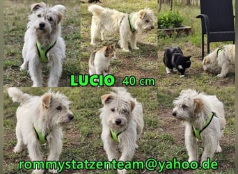 Lucio ist ein toller, feiner Kerl