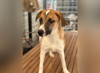 Bounty – ein Herz auf vier Pfoten sucht ihr Zuhause