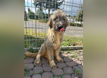 Nika braucht Liebe, ein Zuhause - und genau DICH!