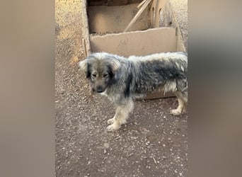 Nike – die introvertierte Herzenskandidatin sucht geduldiges Zuhause