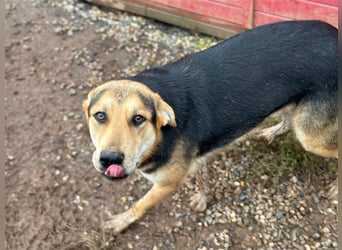 Odo – der kluge Kumpel mit Entdeckerherz