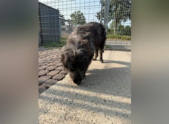 Fadia – gute Laune auf vier Pfoten