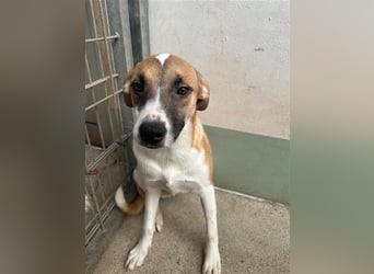 Bounty – ein Herz auf vier Pfoten sucht ihr Zuhause