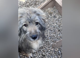 Nika braucht Liebe, ein Zuhause - und genau DICH!