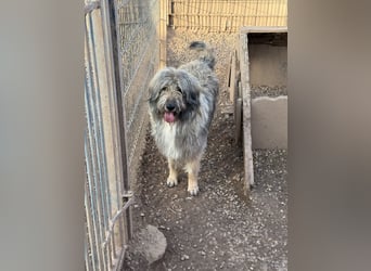 Nika braucht Liebe, ein Zuhause - und genau DICH!