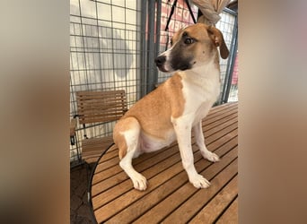 Bounty – ein Herz auf vier Pfoten sucht ihr Zuhause