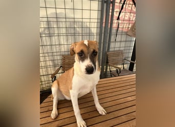 Bounty – ein Herz auf vier Pfoten sucht ihr Zuhause