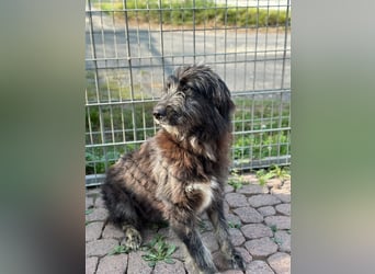 Fadia – gute Laune auf vier Pfoten