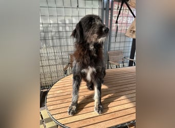 Fadia – gute Laune auf vier Pfoten