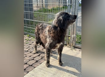 Fadia – gute Laune auf vier Pfoten