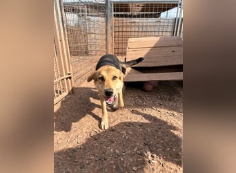 Odo – der kluge Kumpel mit Entdeckerherz