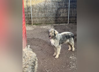 Nike – die introvertierte Herzenskandidatin sucht geduldiges Zuhause