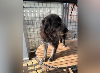 Fadia – gute Laune auf vier Pfoten