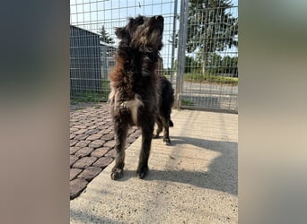 Fadia – gute Laune auf vier Pfoten