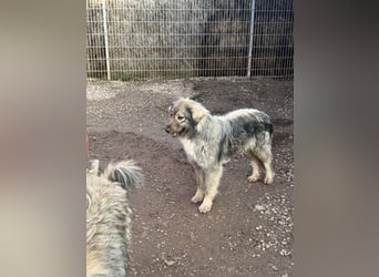 Nike – die introvertierte Herzenskandidatin sucht geduldiges Zuhause