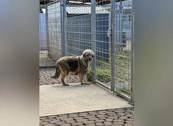 Nika braucht Liebe, ein Zuhause - und genau DICH!