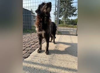 Fadia – gute Laune auf vier Pfoten