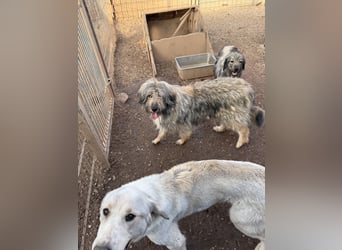 Nika braucht Liebe, ein Zuhause - und genau DICH!