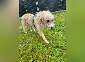 Taina sucht ihr für immer Zuhause