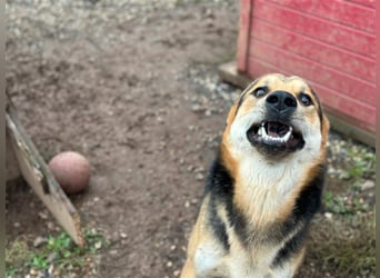 Odo – der kluge Kumpel mit Entdeckerherz