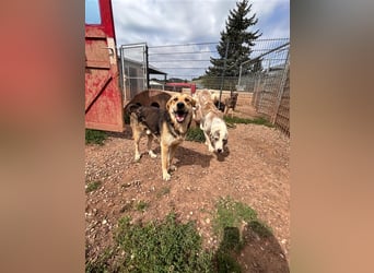 Odo – der kluge Kumpel mit Entdeckerherz