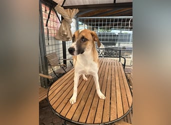 Bounty – ein Herz auf vier Pfoten sucht ihr Zuhause