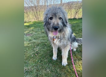 Nika braucht Liebe, ein Zuhause - und genau DICH!