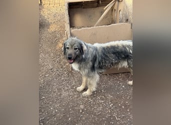 Nike – die introvertierte Herzenskandidatin sucht geduldiges Zuhause