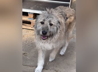 Thea – leise am Anfang, ganz groß im Herzen