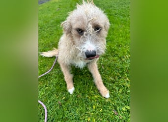 Taina sucht ihr für immer Zuhause