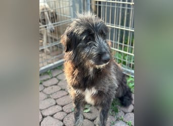 Fadia – gute Laune auf vier Pfoten