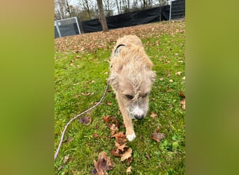 Taina sucht ihr für immer Zuhause