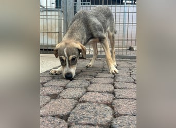 KANDIS – ein fröhlicher Entdecker sucht sein Für-Immer-Zuhause