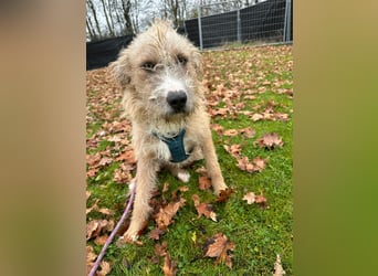 Taina sucht ihr für immer Zuhause