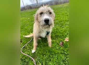 Taina sucht ihr für immer Zuhause