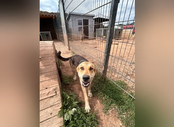 Odo – der kluge Kumpel mit Entdeckerherz