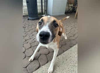 Bounty – ein Herz auf vier Pfoten sucht ihr Zuhause