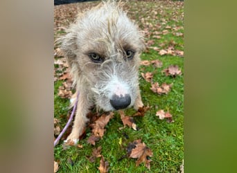 Taina sucht ihr für immer Zuhause