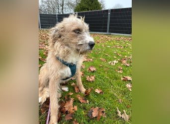 Taina sucht ihr für immer Zuhause