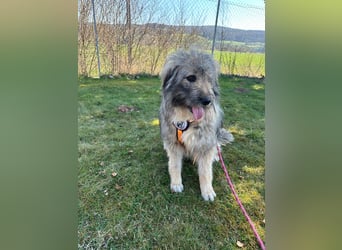 Nika braucht Liebe, ein Zuhause - und genau DICH!