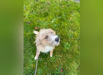 Taina sucht ihr für immer Zuhause