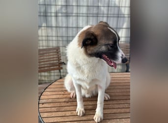 NOUGAT sucht ein liebevolles und konsequentes Zuhause