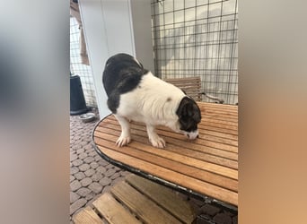 Die liebenswerte Papuci sucht ihr Zuhause!
