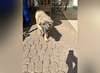 Nika braucht Liebe, ein Zuhause - und genau DICH!